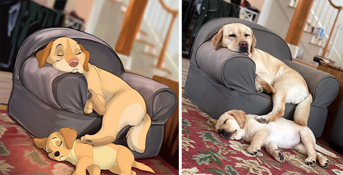 Pet Disneyfication 5