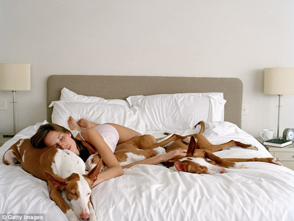 A velünk alvó kutya biztonságérzetet nyújt