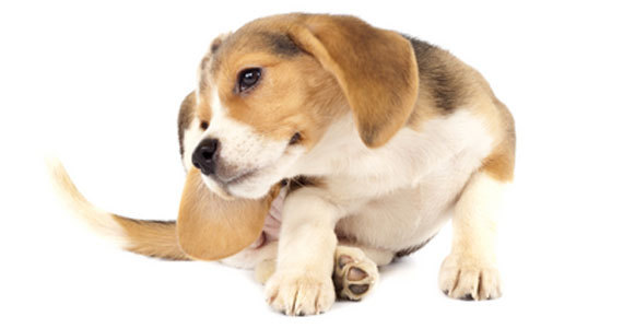 Kellemetlen vakarózás a bolhák miatt.