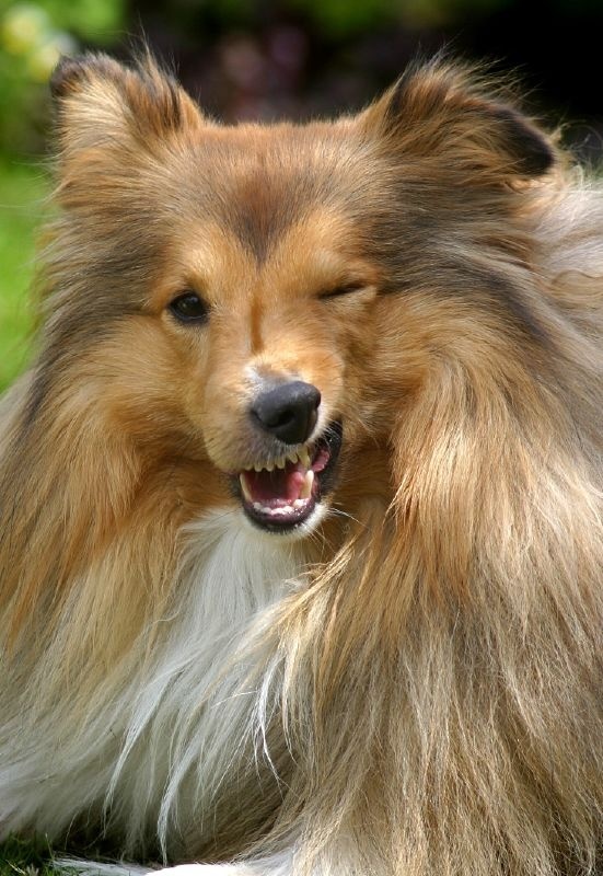 Skót juhászkutya tüsszentés közben - lehet, hogy megfázott