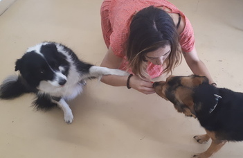 A kutyánk is lehet féltékeny!