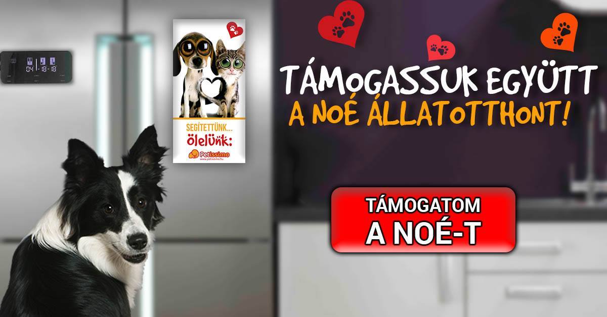 Hűtőmágnessel az árva állatokért. Te is segíthetsz!