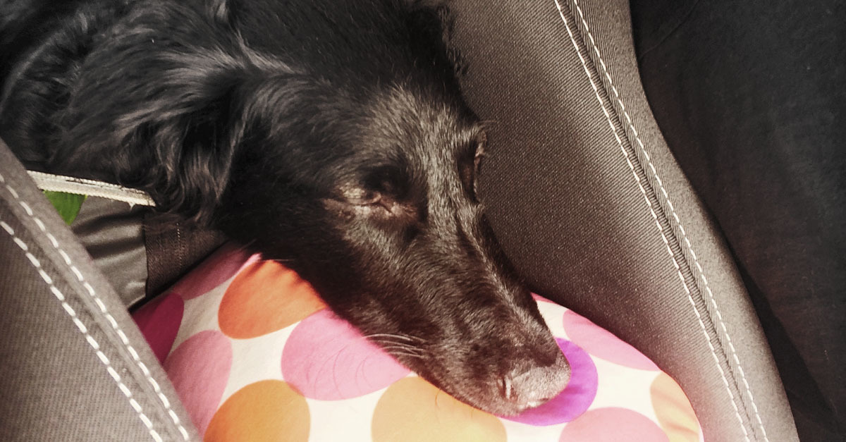 Kutyával utazni kaland!