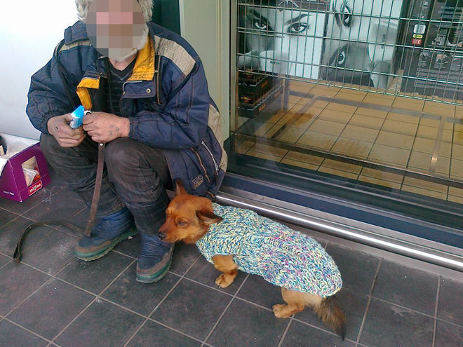 At árva kutyusok már nem fognak fázni, hála a kötött pulóvereknek