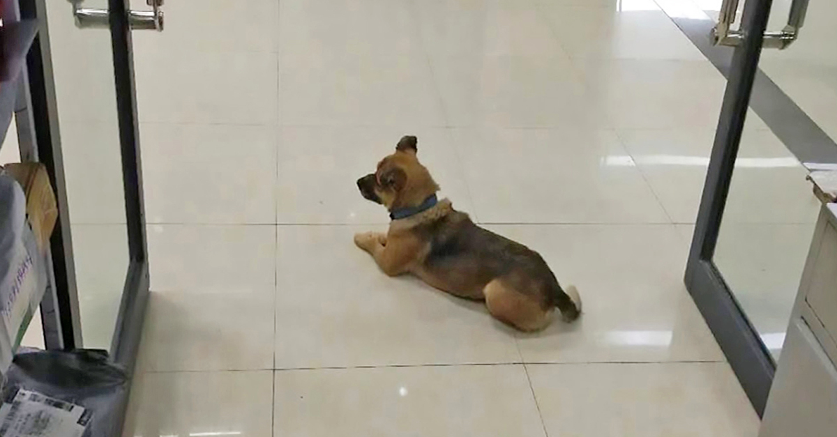 Három hónapig várta a hűséges kutya a kórháznál koronavírusban elhunyt gazdáját