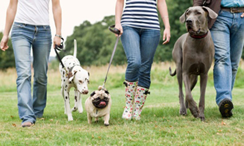 A kutyások könnyebben ismerkednek, nyitottabbak mások felé