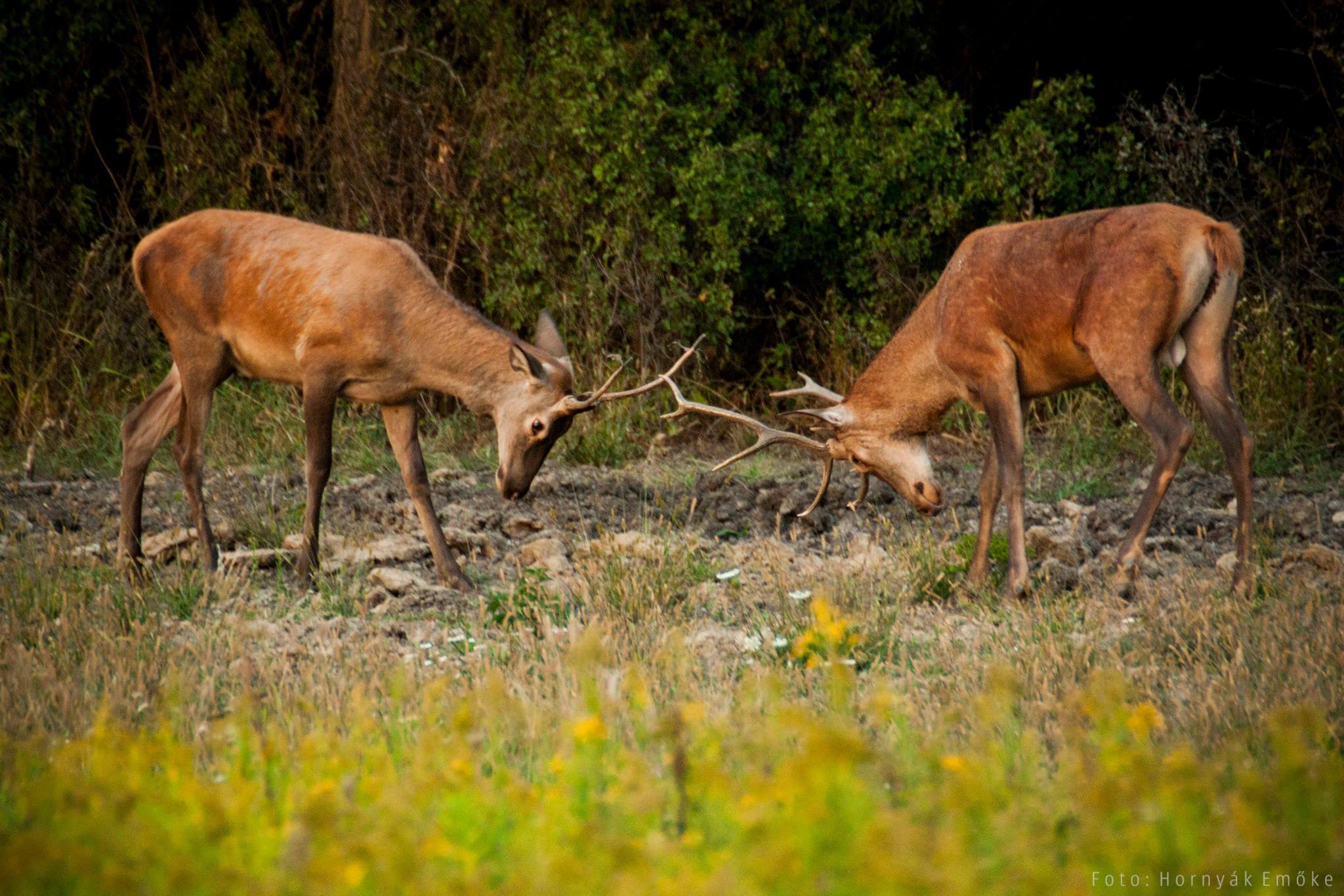 Szeptemberben kezdődik a szarvasbőgés - a bikák kiszámíthatatlanná válnak