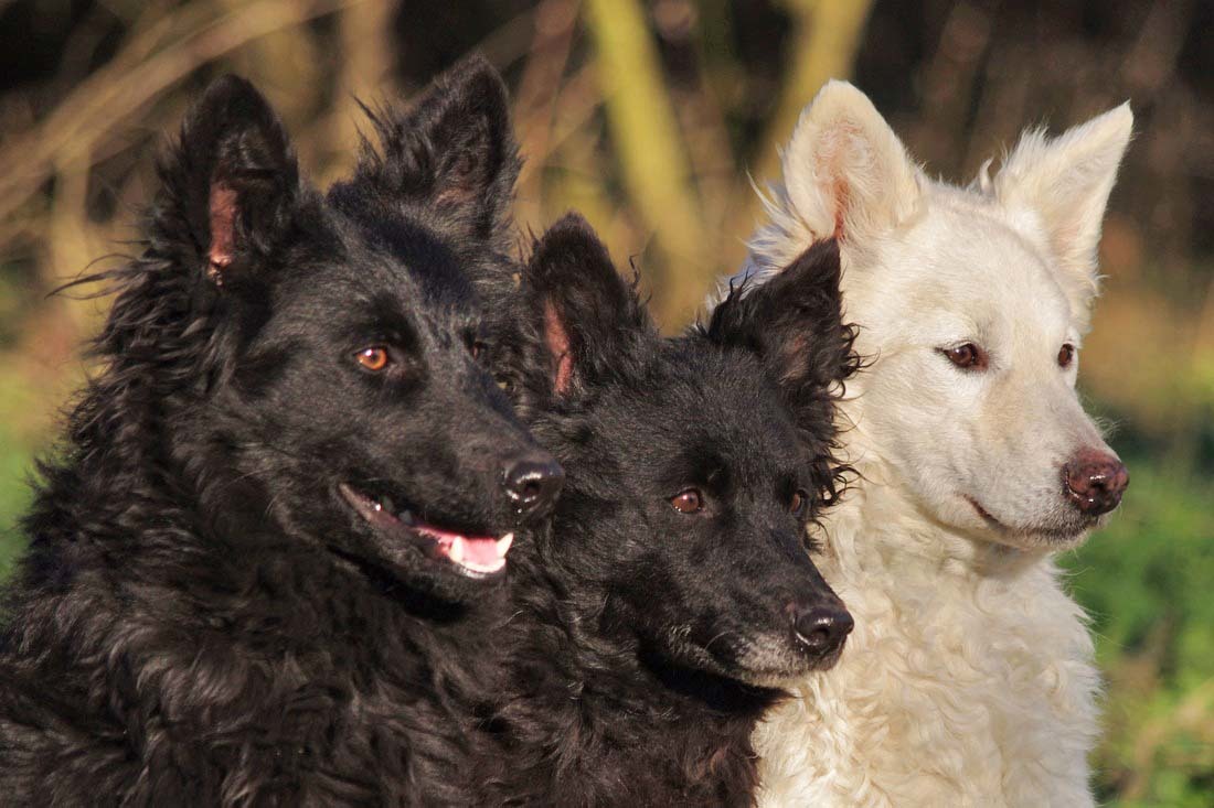 A magyar kutyafajták megőrzése a cél