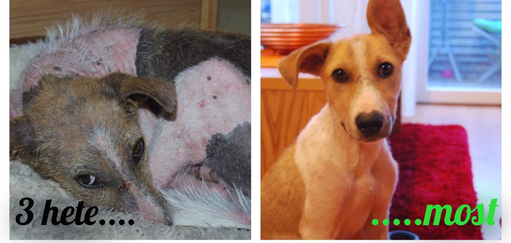 Boti három hét alatt rendbe jött