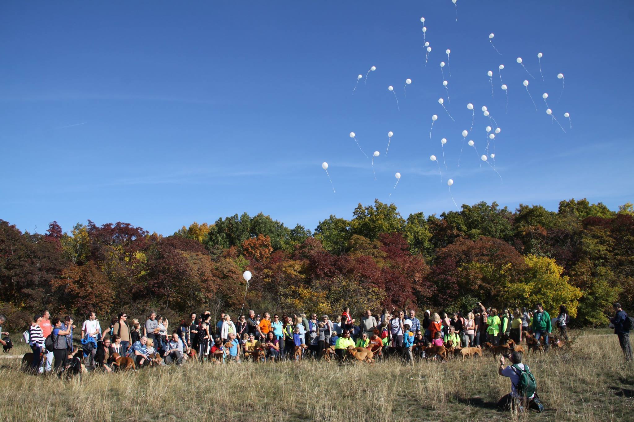 Fehér lufik szálltak azon vizslák emlékéért, akik már nem lehetnek velünk