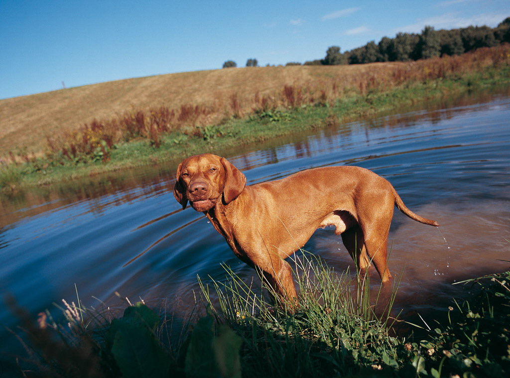 Vizsla Vizsla