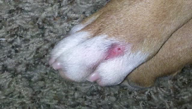 Talán egy pók csípése?