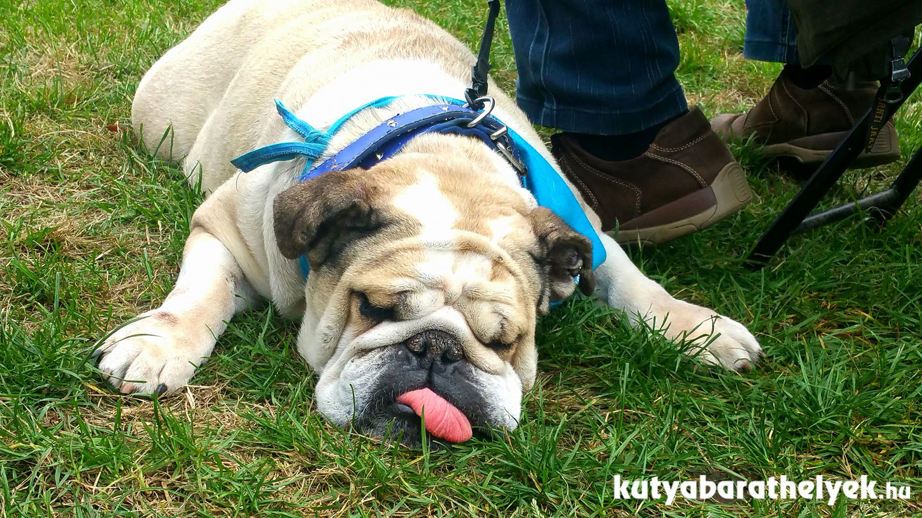 Volt olyan bulldog, aki a nagy játék közben azért pihenőt is tartott... :)
