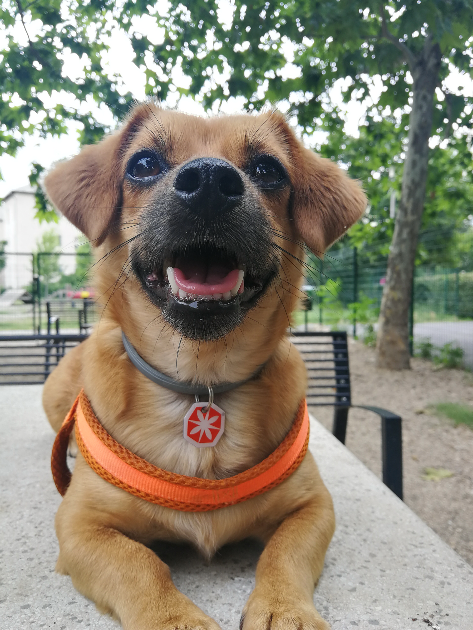 Ez a kiskutya többször volt menhelyen. Mostani, végleges gazdija készen áll rá, hogy korábbi traumatizáltságából eredő viselkedésproblémáit elfogadva, napról napra újuló türelemmel vezesse őt a mindennapokban.