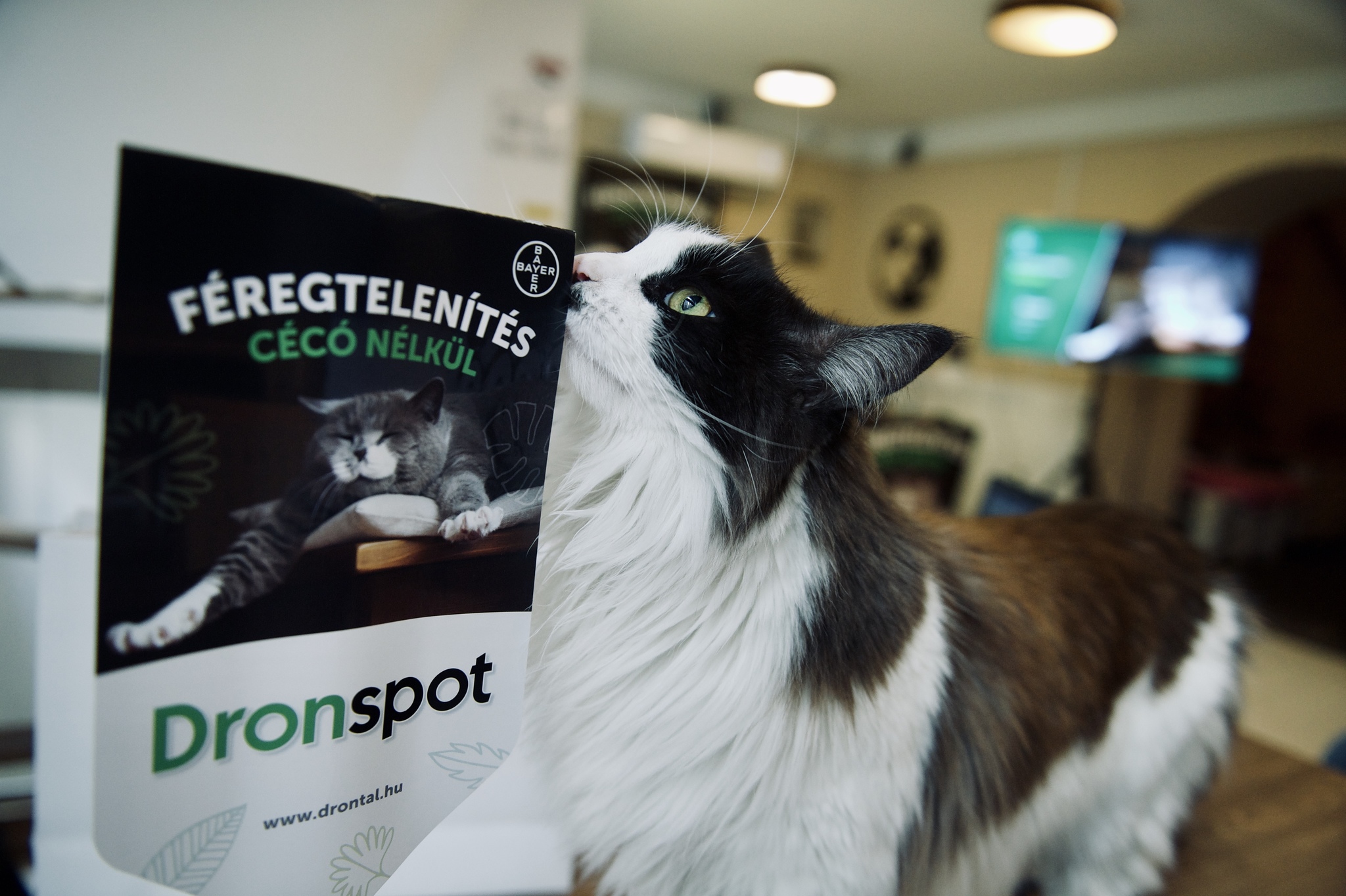 A Dronspot megkönnyíti a férgek elleni védekezést: elegendő a macskákra csöppenteni belőle háromhavonta