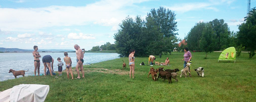 A parton nagy hely van a játékra, a vízben pedig lehűthetik magukat a kutyák