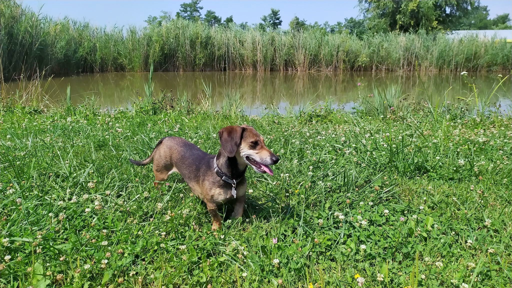 A sekély, lassan mélyülő víz a kistestű kutyáknak is kényelmes