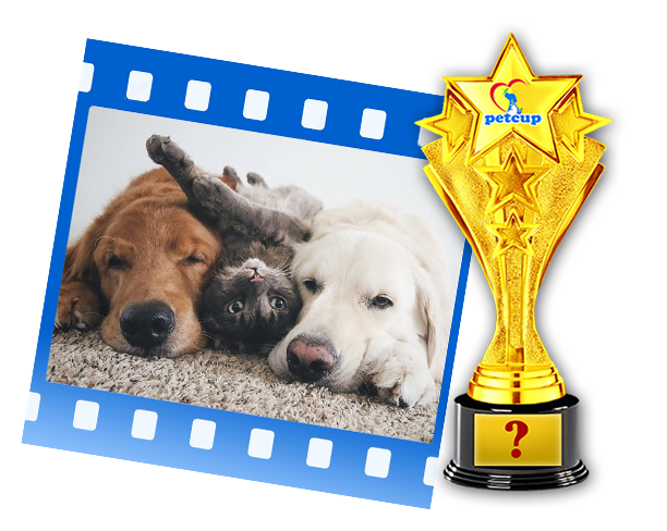 A kép illusztráció, hiszen a verseny nyertese egyedi kupát kap majd, amit a győztes kisállat valósághű 3D-s szobra díszít majd