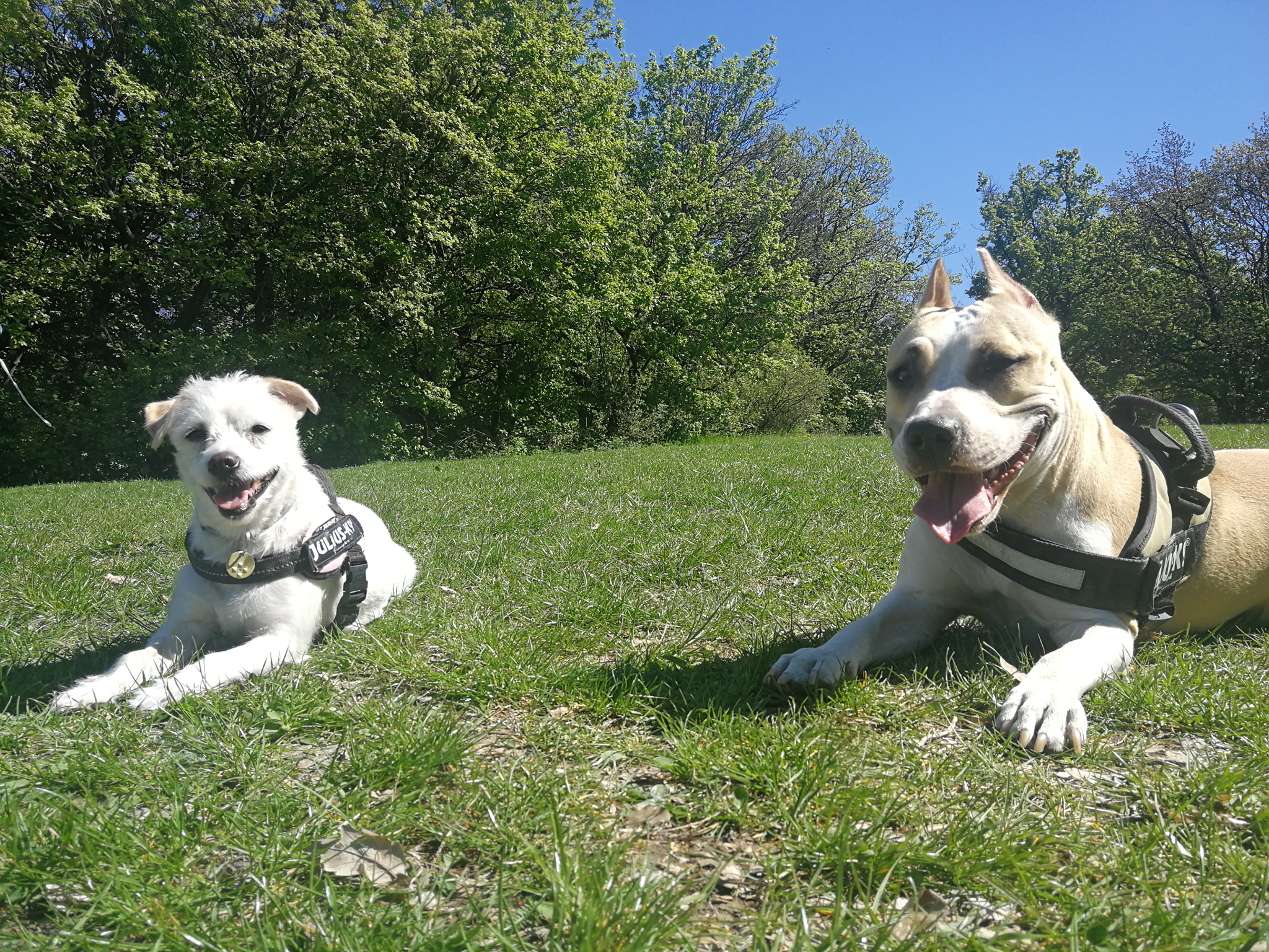  Apró kutyának, nagy kutyának egyaránt hatékony a pozitív megerősítésen alapuló tanítás. Örülnek, ha visszacsatolást kapnak arról, amiben jók.
