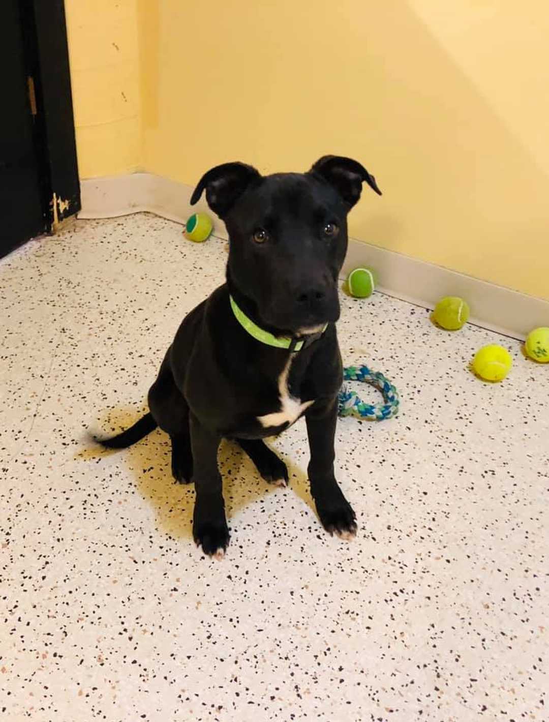 Rudolph: a kutya, aki nemet mondott az altatásra