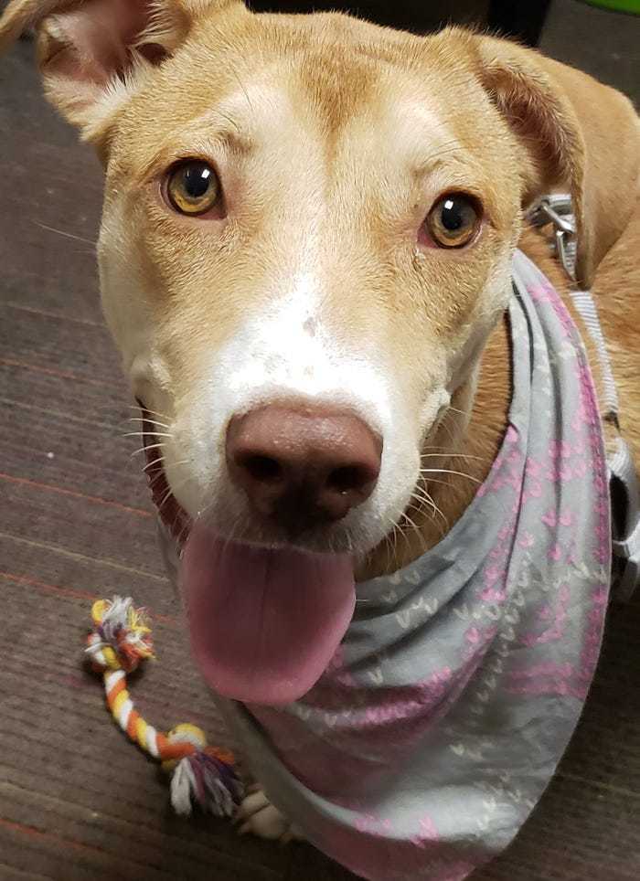 A kutyák vidámsága ragadós: bohóckodásukkal a vendégeket és a munkatársakat is feldobják