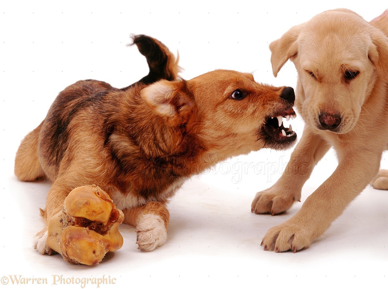 Etetéskor az amúgy békés hangulat megváltozhat