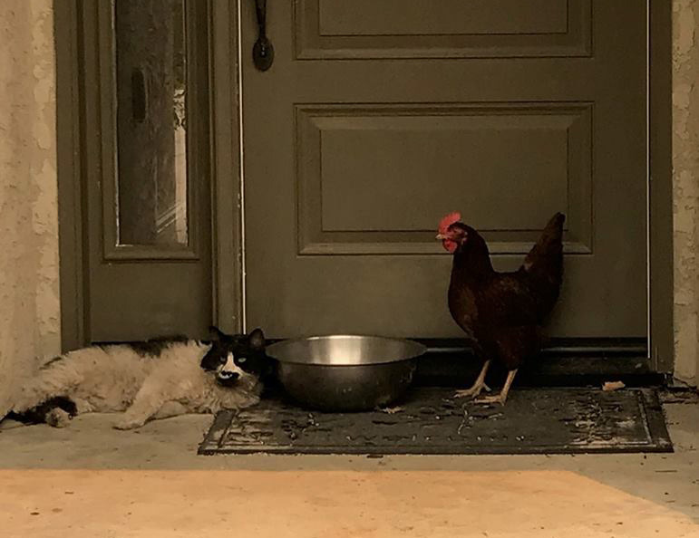 A vészhelyzetben furcsa barátságok is kötődhetnek