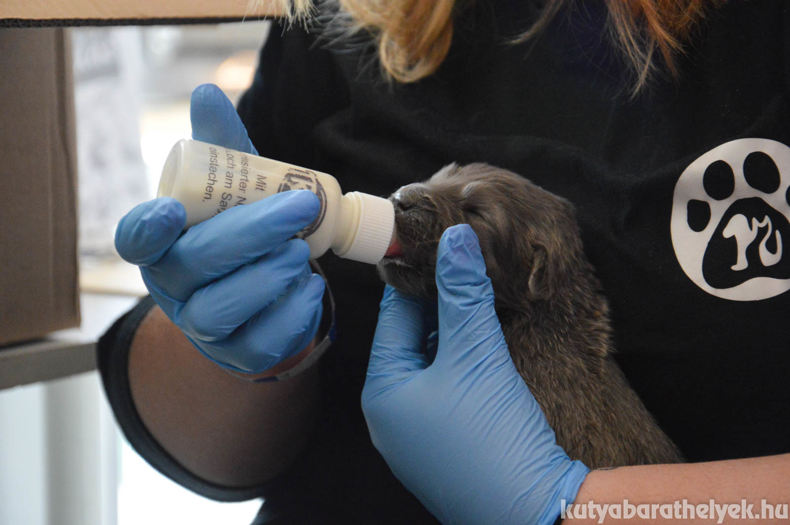 alig 10 napos kölyökkutya, akit testvéreivel egy zacskóba tettek és bedobták a patakba. A Pécs Környéki Állatmentő Alapítvány munkatársai mentették ki őket...