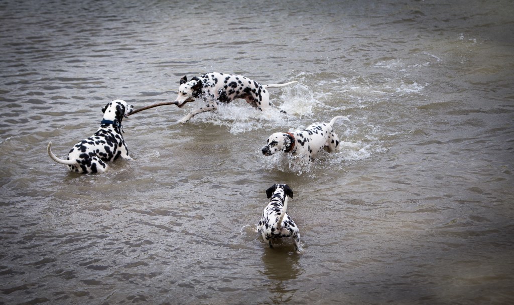 Dalmata Találkozó 2017 - Pöttyös buli a vízben