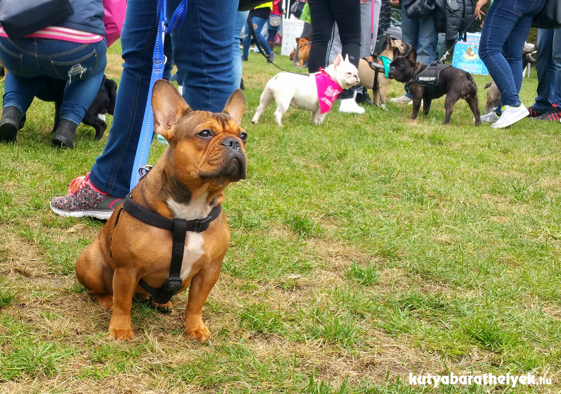 A bulldogok színe java eljött az őszi bulira