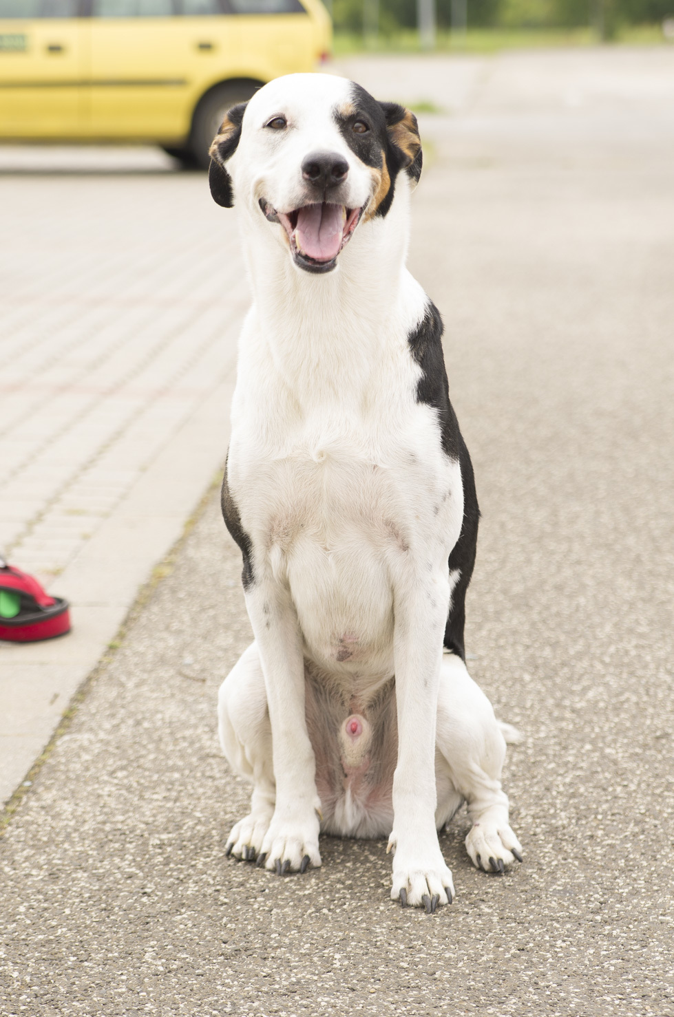 Matyi kutya, az Állatvédők Könyvének inspirálója