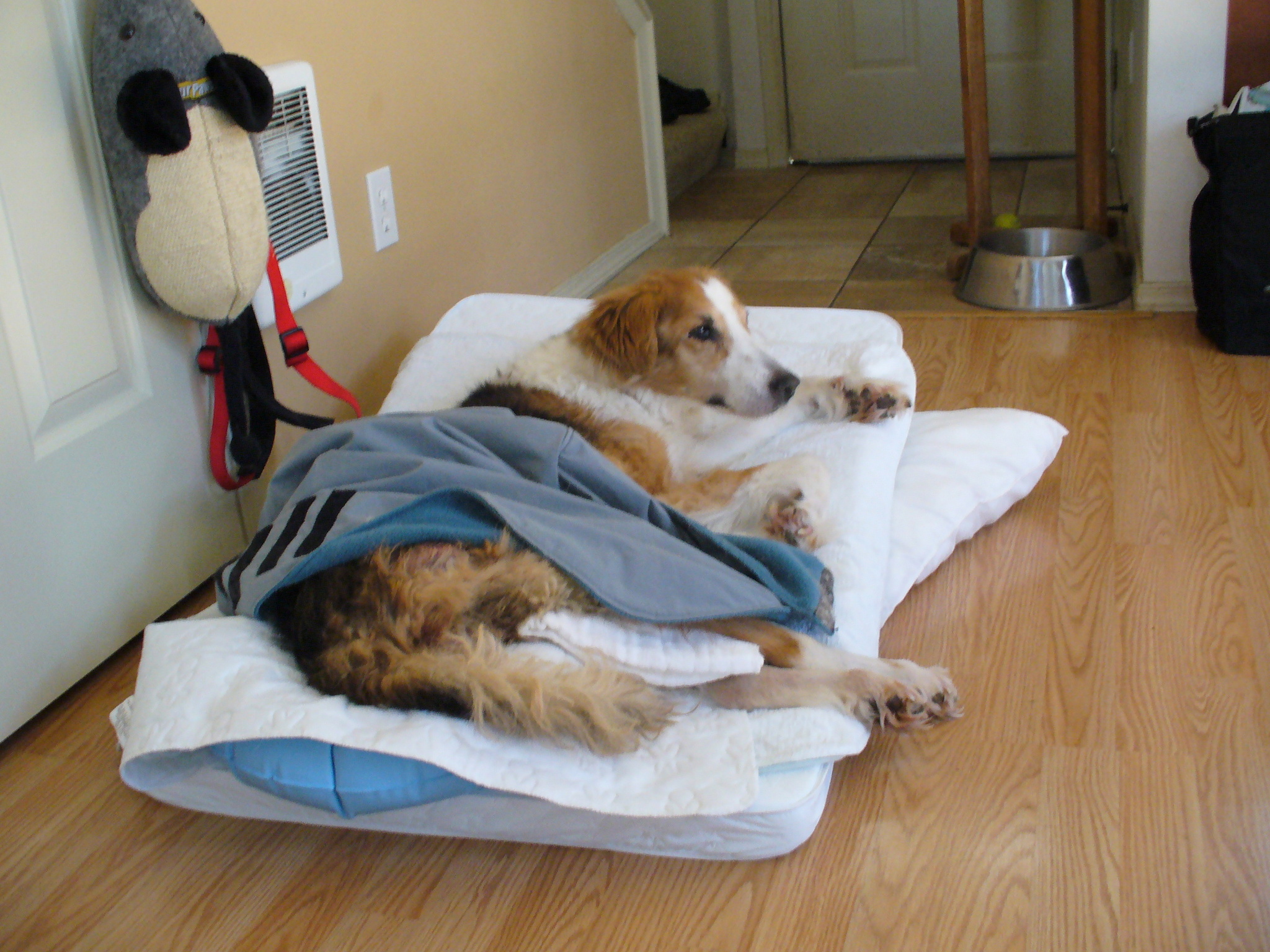 A beteg kutya ápolása nem könnyű feladat