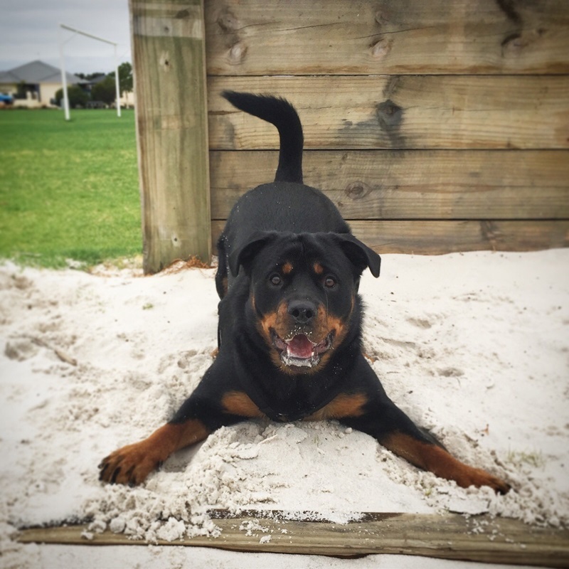 Rottweiler - a játékra hívás mozdulata