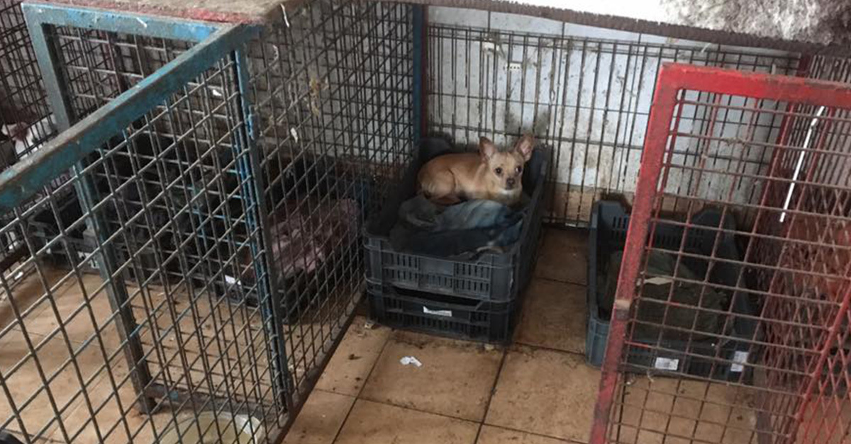 A telepen közel 200 kutya szenvedett