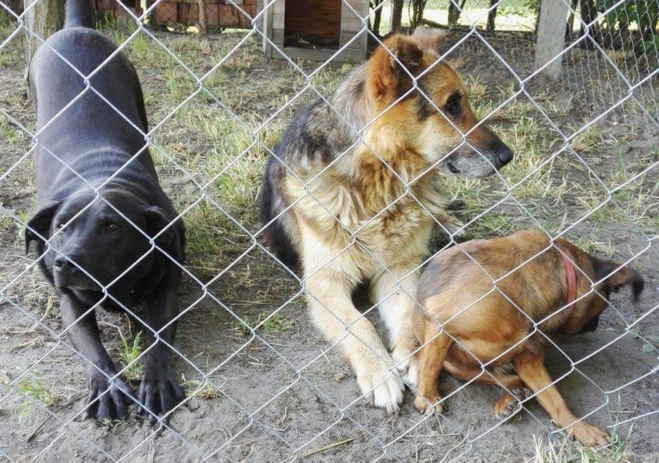 Zodi, a határvédő kutya az új falkájában: Dobbyval és Jolánkával