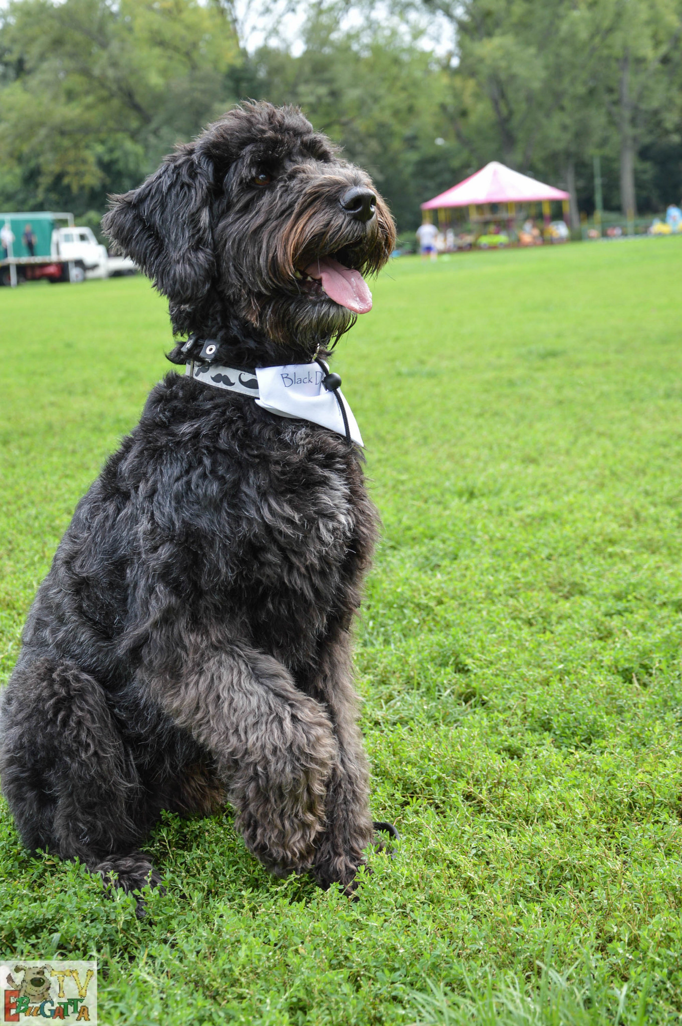 Minden kutya jól fogja érezni magát a III. Ebugatta Napon!