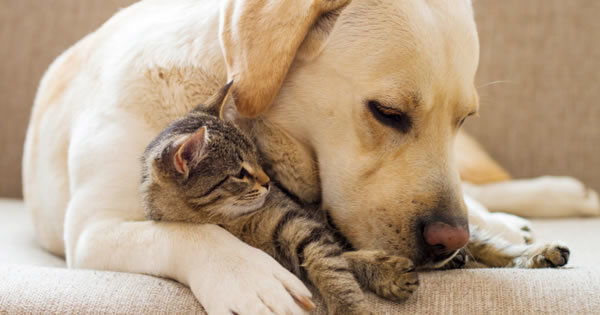 Az álvemhes kutya a háztartásban élő más kölykökről, például kiscicákról is szívesen gondoskodhat