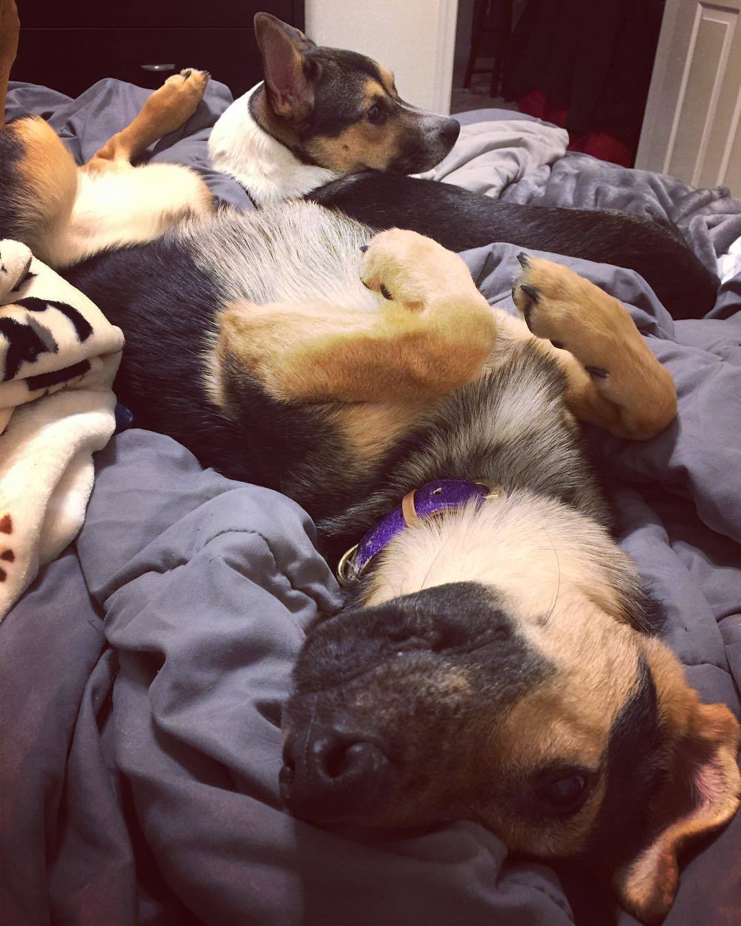 Honey kutyapajtásai körében pihen