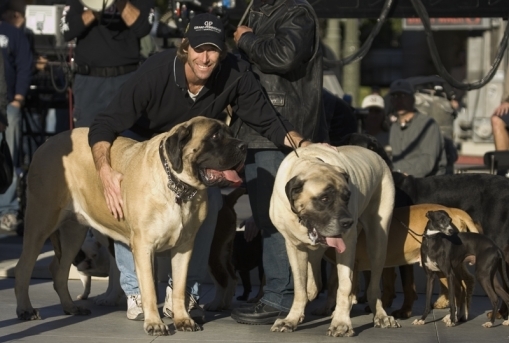 Michael Bay és két kutyája: Bonecrusher és Grace