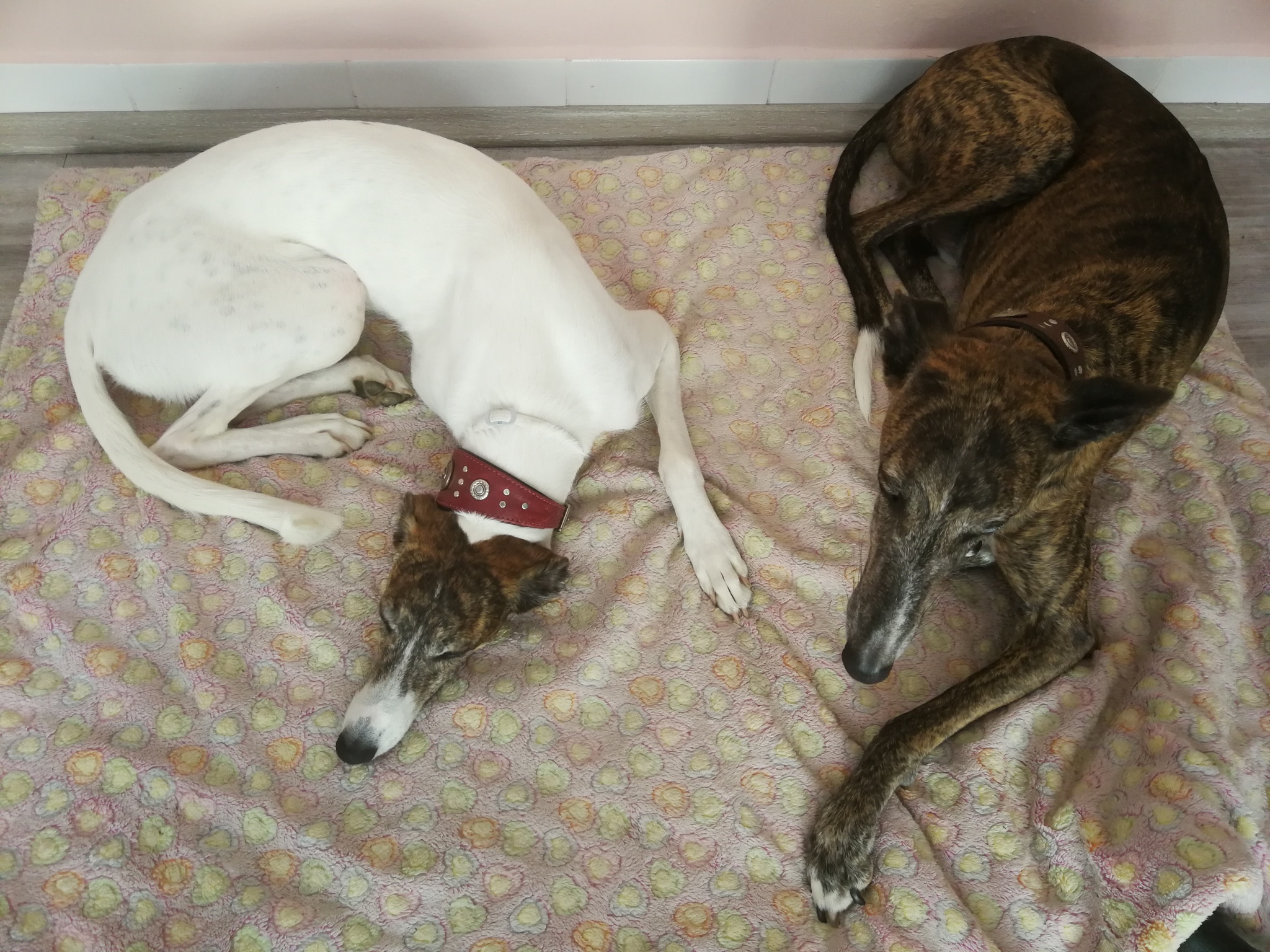 Kényelmes takarón pihenhetnek a négylábú vendégek - Kutyabarát Alma Kovács Nail Art