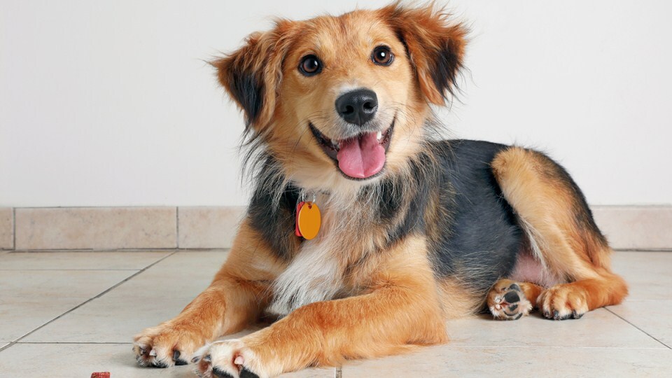 A mentett kutyák nagy része keverékek közül kerül ki, de szép számmal akadnak fajtajellegűek is