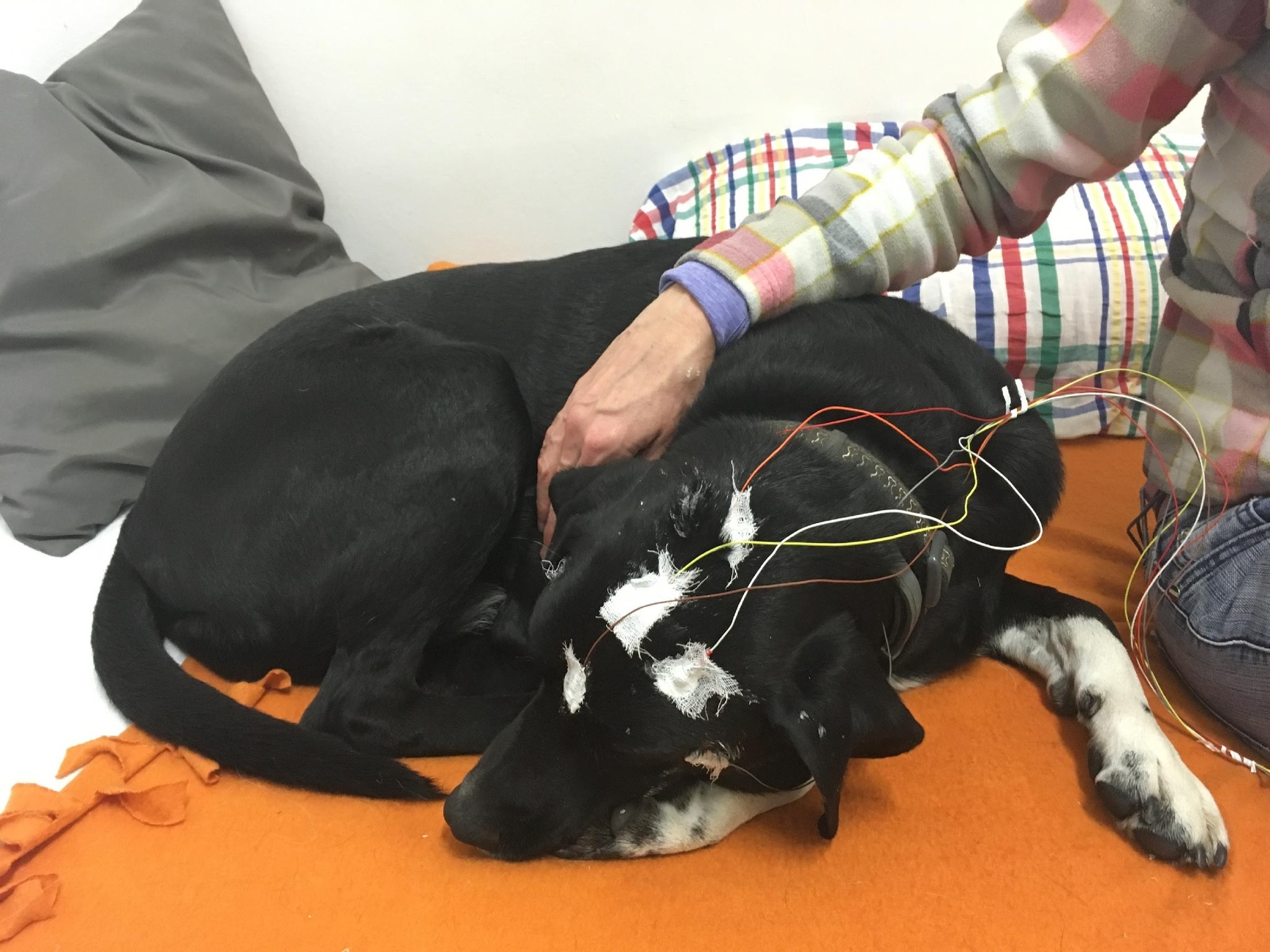 Az EEG adatokat a humán kutatásokhoz hasonlóan a bőrfelszínhez ragasztott elektródákkal regisztrálták, így ez az eljárás teljesen fájdalommentes volt.