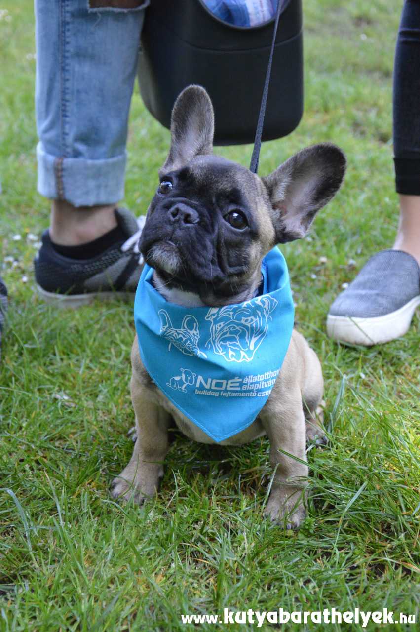 Még a legkisebb bulldogok is büszkén viselték a Noé Állatotthon Alapítvány kendőjét