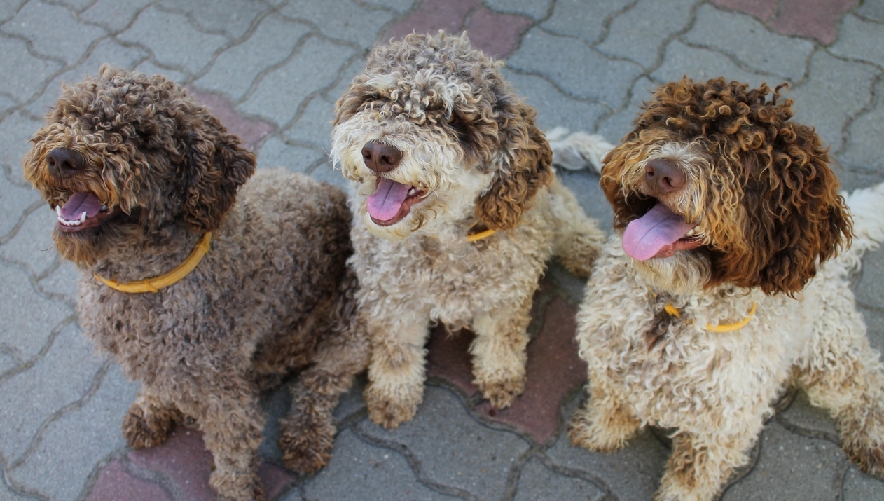 A Lagotto Romagnolo-t a gombakeresésre specializálták