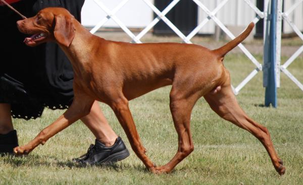 A vizslákat is rekordszámban nevezték a kiállításra
