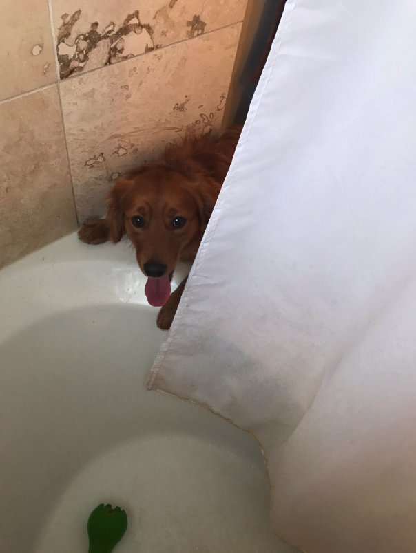 Ha a gazdi a kádban van, a kutya vigasztalásként nekik adja játékát