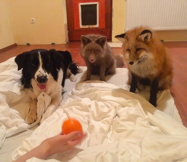 Dusky, Myra és Rusty