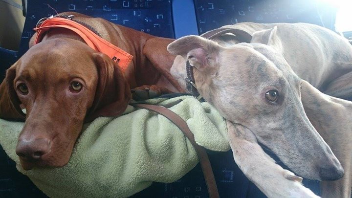 Sári és Kála egy puha pokrócon utazik a vonaton