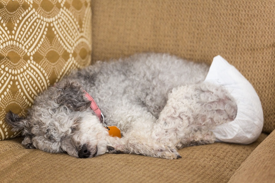 Kutyaegészség - Inkontinencia esetén jó szolgálatot tehet a kutyapelenka