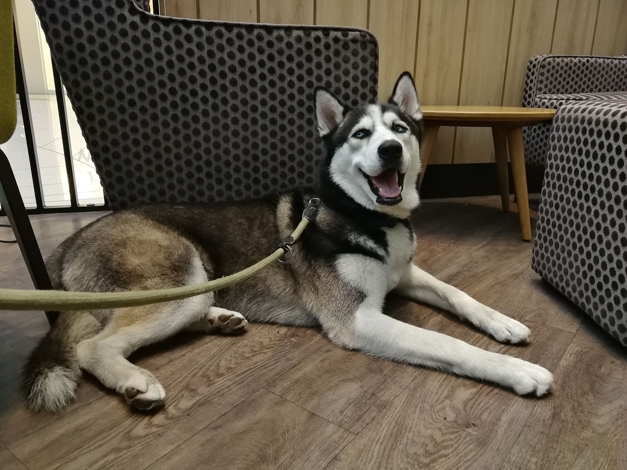 Csak a pozitív megerősítéssel, megértéssel és szeretettel nevelt kutyus lehet ennyire oldott egy zsúfolt pláza kávézójában, ahol mosolyogva figyel gazdijára.